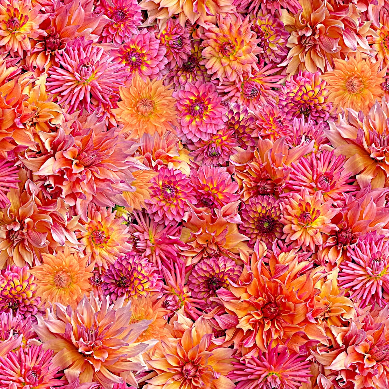 Pink/Orange Dahlia Dahling 108” Cotton (QB10862M-PO) - Sold in UNITS of 1/4 metre