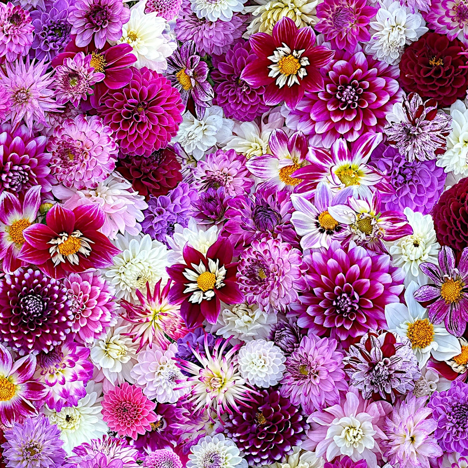 Purple/Multi Razzle 108” Cotton (QB10863M-VZ) - Sold in UNITS of 1/4 metre