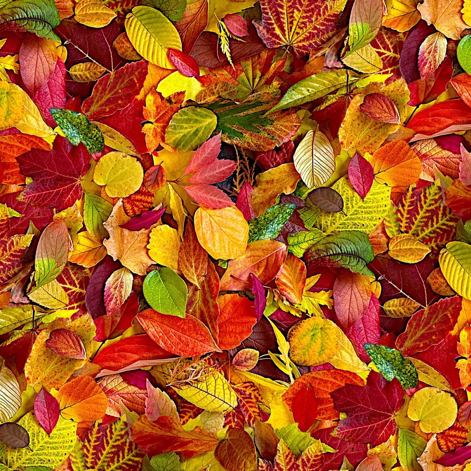 Red/Multi All Fall Down 108” Cotton (QB10867M-RZ) - Sold in UNITS of 1/4 metre