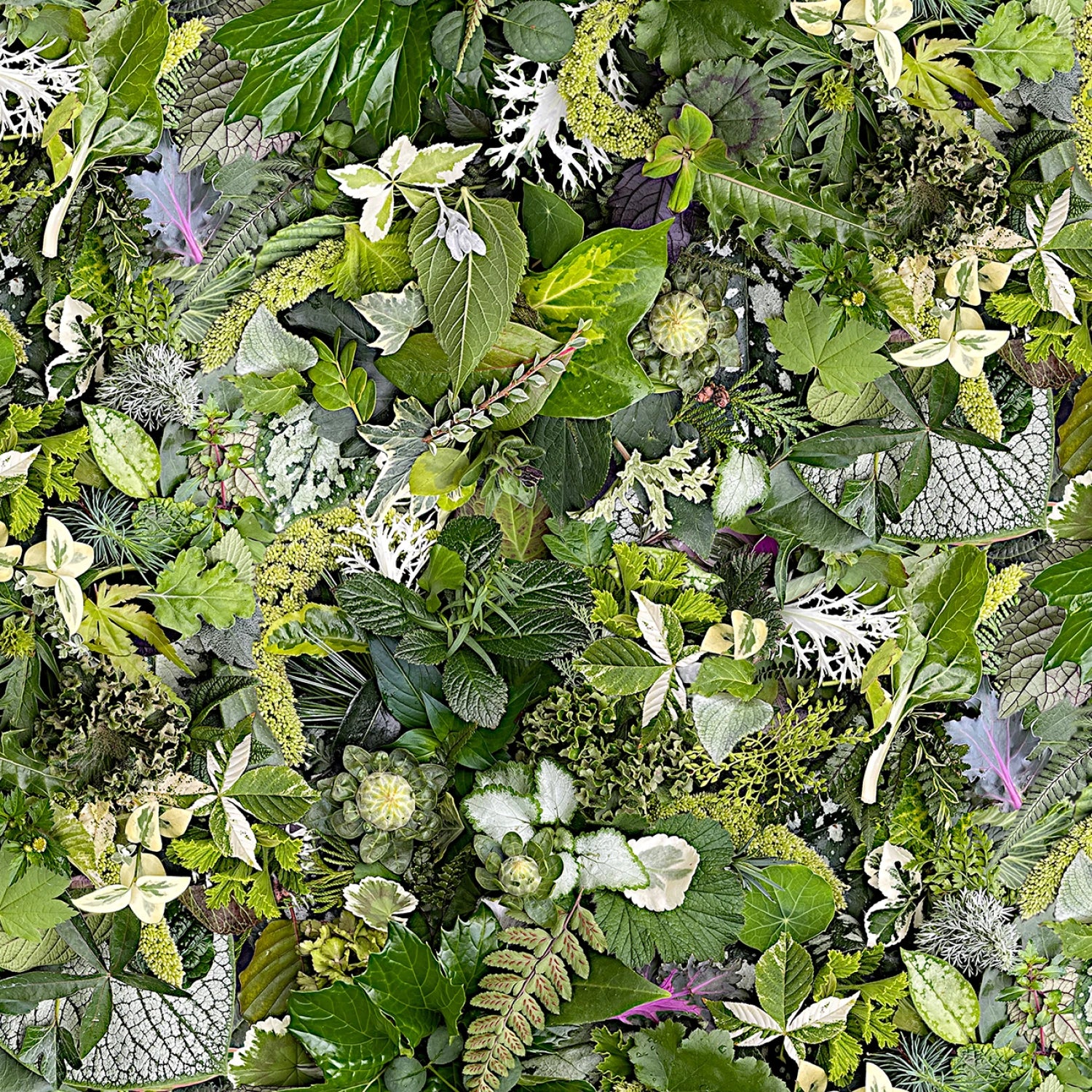 Green Forest Floor 108” Cotton (QB10868M-G) - Sold in UNITS of 1/4 metre