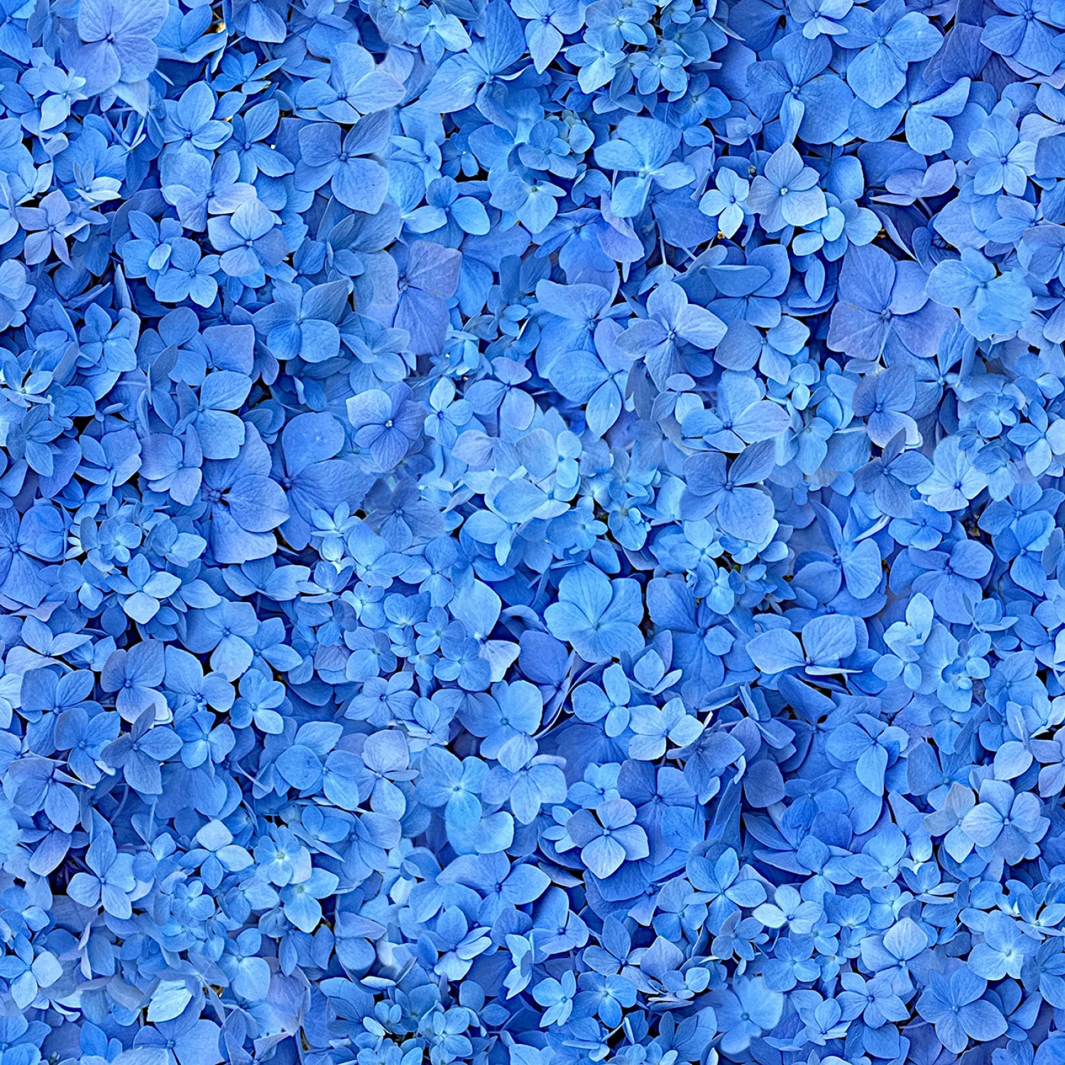 Blue Sea of Dreams 108” Cotton (QB10870M-B) - Sold in UNITS of 1/4 metre