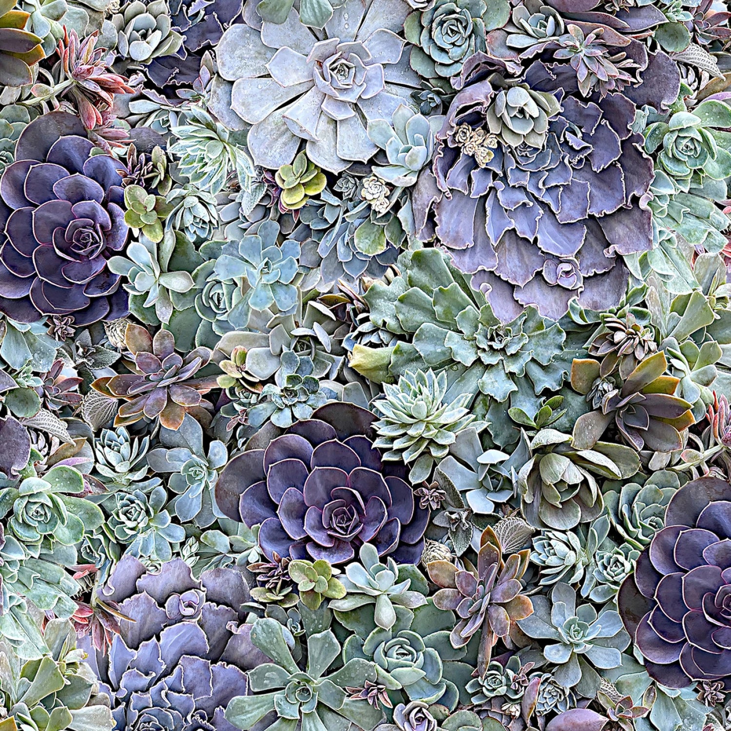Green/Multi Succulents 108” Cotton (QB10871M-GZ) - Sold in UNITS of 1/4 metre