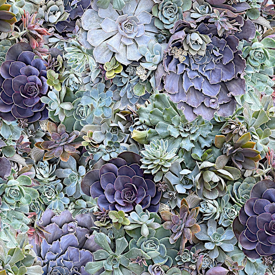 Green/Multi Succulents 108” Cotton (QB10871M - GZ) - Sold in UNITS of 1/4 metre - Maple Leaf Quilting Company Ltd.